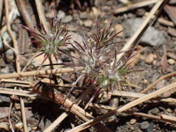 Image of divaricate navarretia