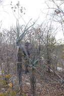 Plancia ëd Aloe deinacantha T. A. McCoy, Rakouth & Lavranos