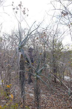 Plancia ëd Aloe deinacantha T. A. McCoy, Rakouth & Lavranos