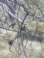 Image of Hakea ulicina R. Br.