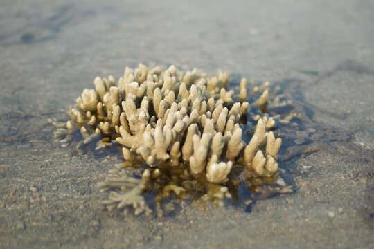 Image of pore coral