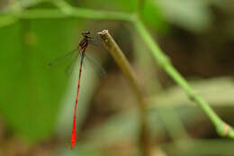 Image of Heteragrion albifrons Ris 1918