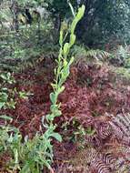 Image de Polygonella macrophylla Small