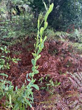 Image of largeleaf jointweed