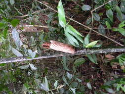 Image of Anchomanes difformis (Blume) Engl.