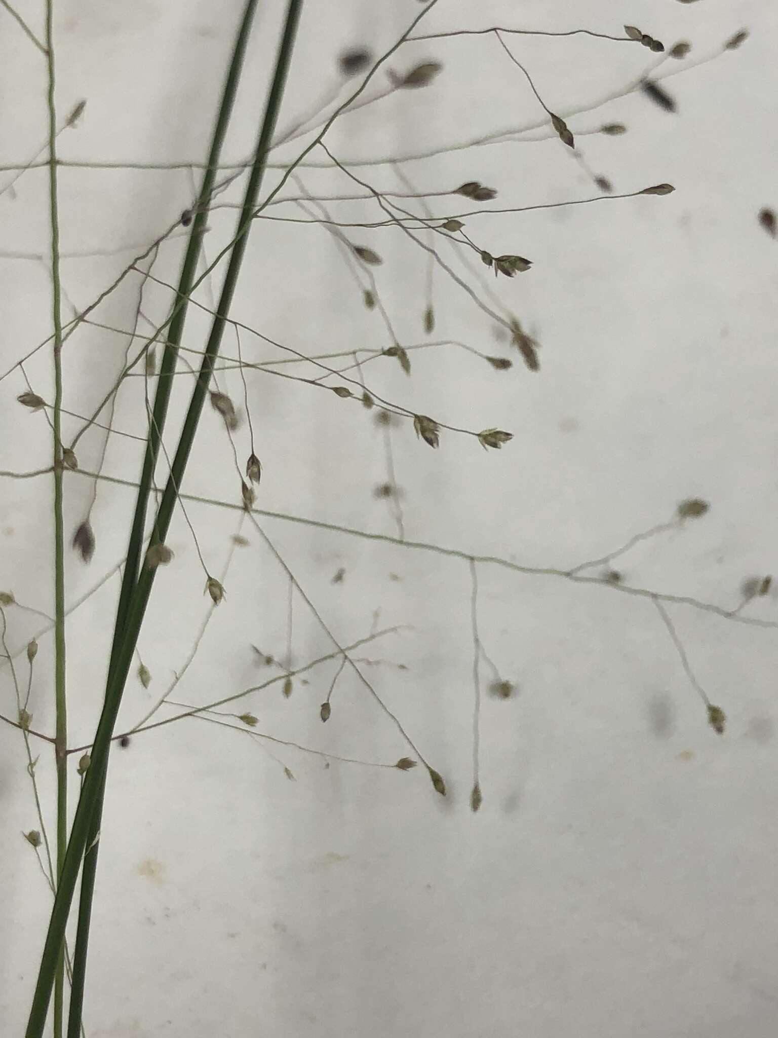 Image of lace grass