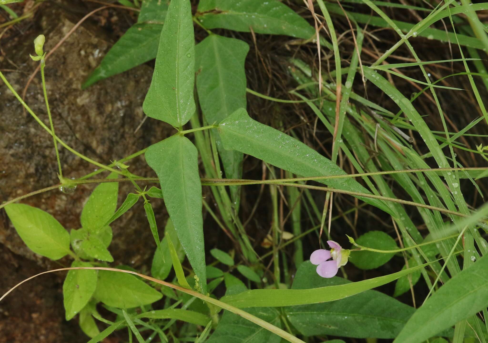 Image of tepary bean