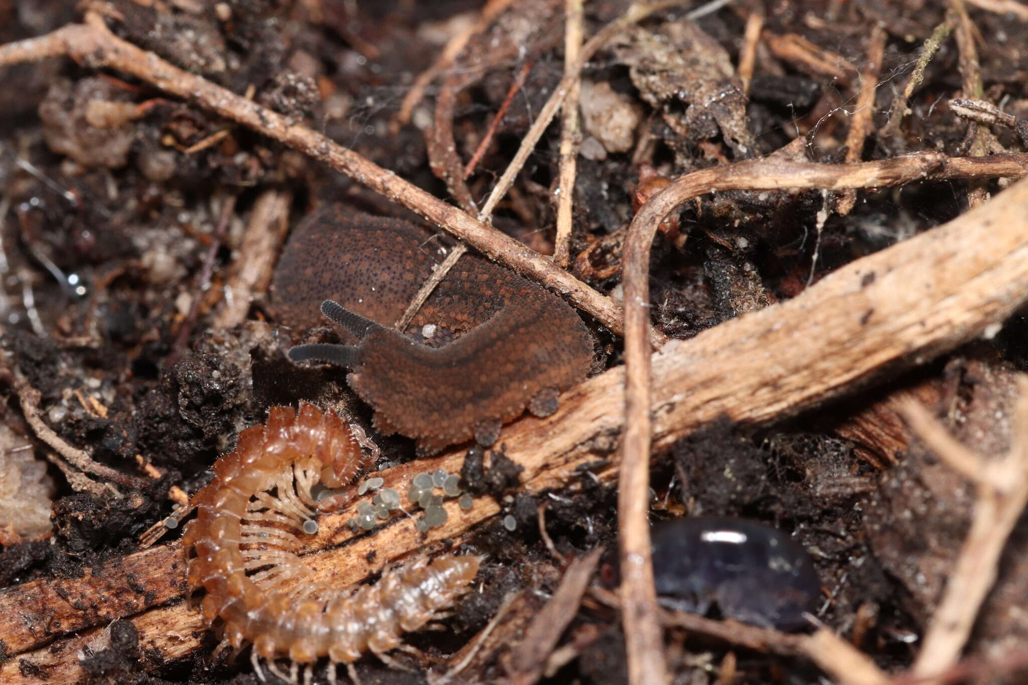 Image of Peripatopsis lawrencei McDonald, Ruhberg & Daniels 2012