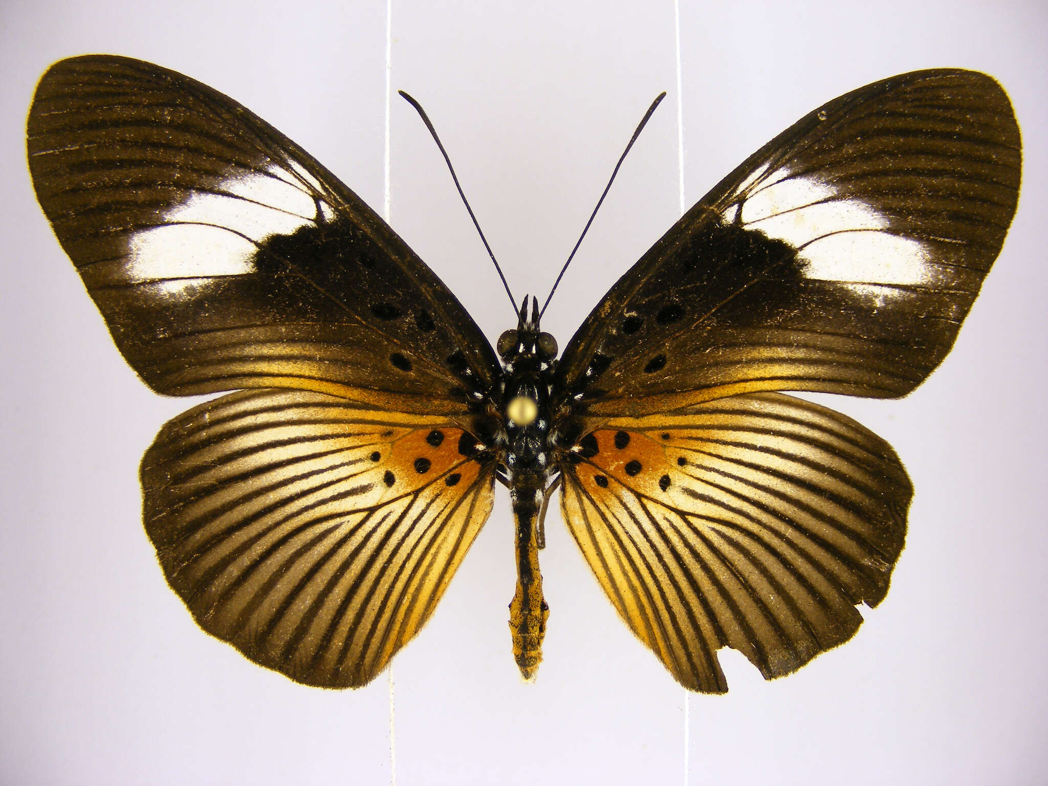 Image of <i>Pseudacraea eurytus</i>