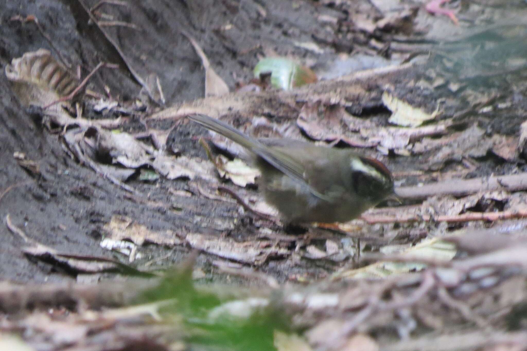 Image of Black-cheeked Warbler