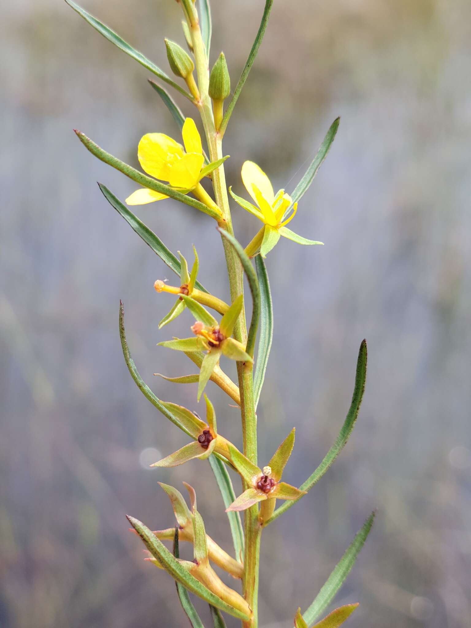 Image of Southeastern Primrose-Willow