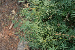 Image of Anderson's lupine