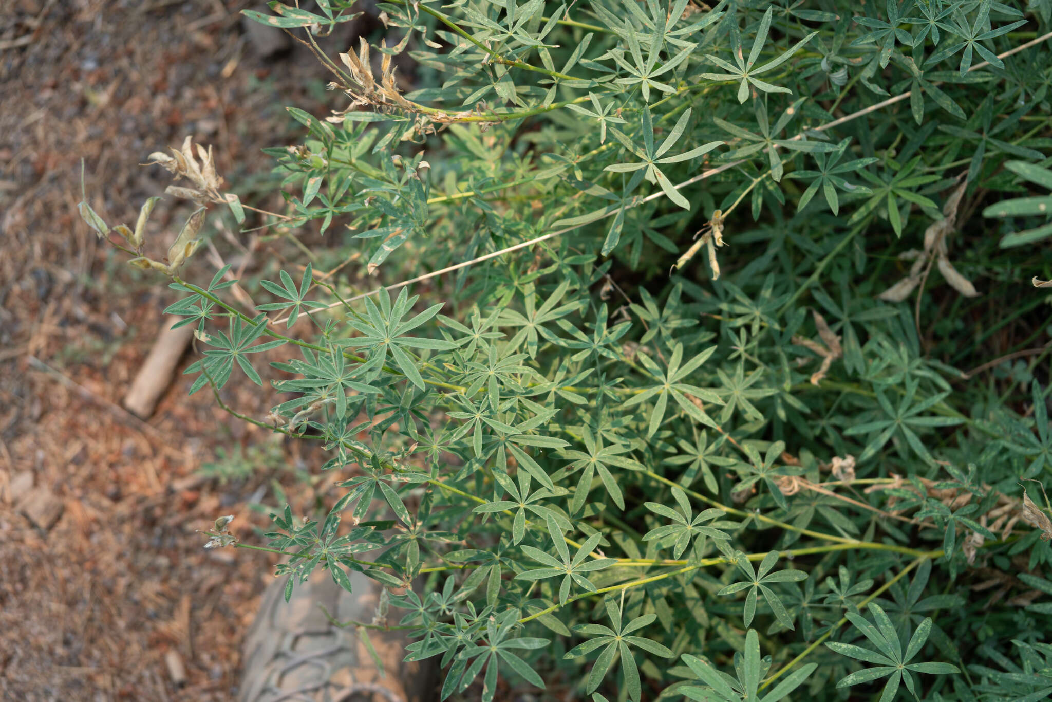 Sivun Lupinus andersonii S. Watson kuva