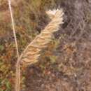 صورة Tuberaria echioides (Lam.) Willk.