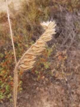 Image of Tuberaria echioides (Lam.) Willk.