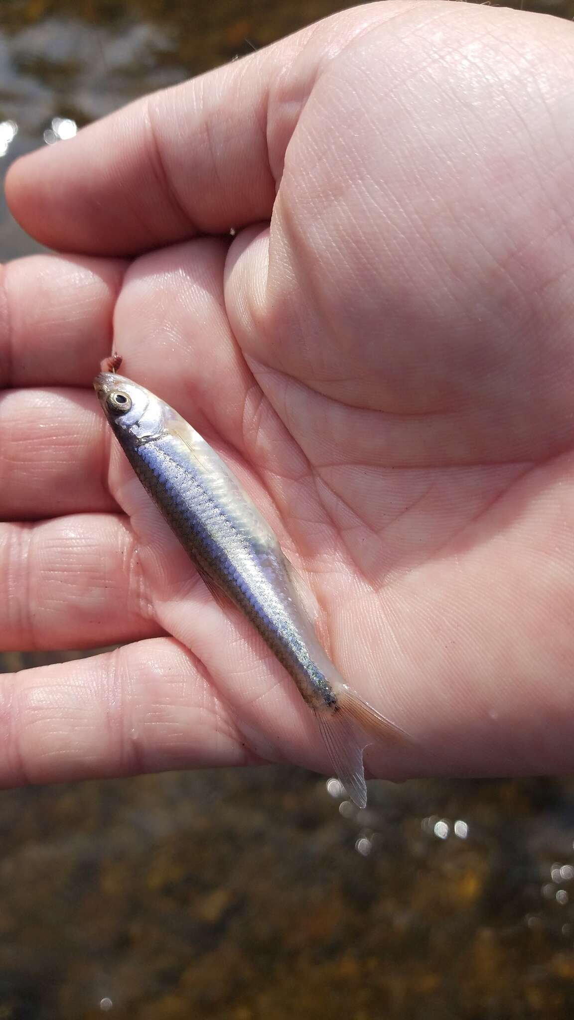 Image of Rosyface Shiner