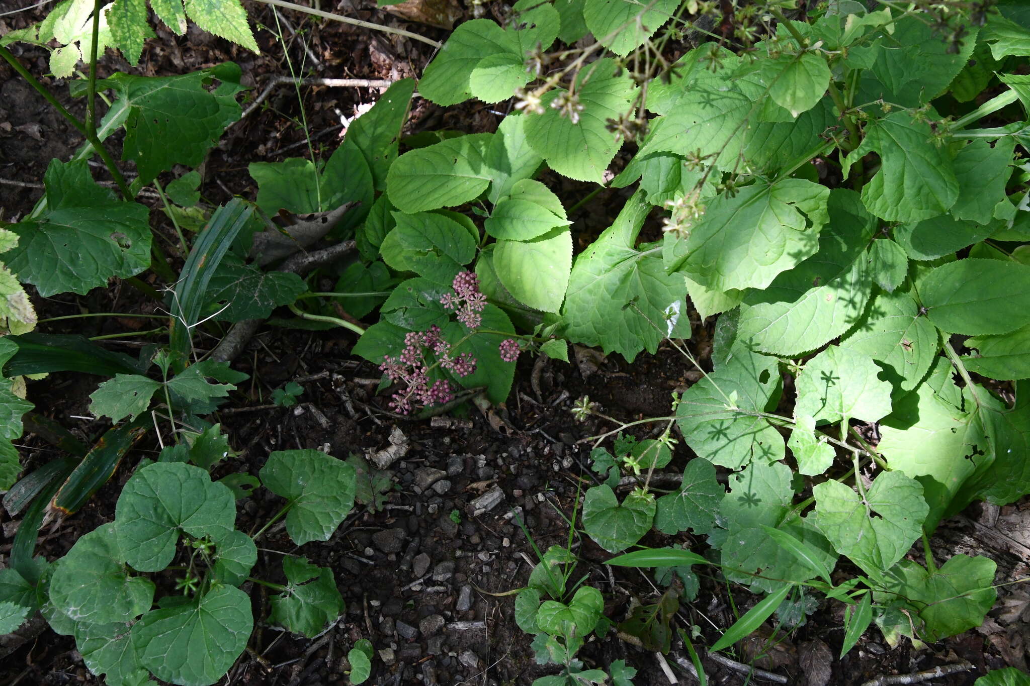 Image de Aralia continentalis Kitag.