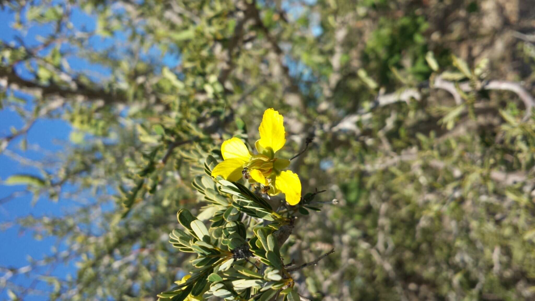 Plancia ëd Senna meridionalis (R. Vig.) Du Puy