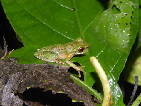 Image of Sierra Juarez Brook Frog