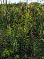 Solidago rugosa var. sphagnophila C. Graves resmi