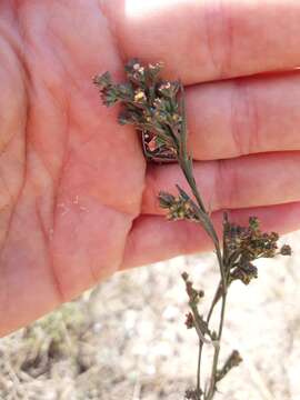 Image of Bupleurum affine Sadler