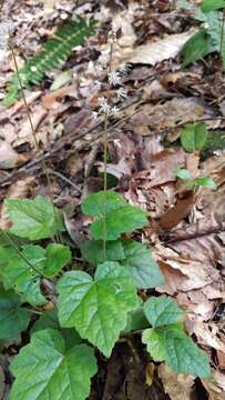 Image of heartleaf foamflower