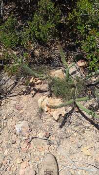 Image of California pricklypear