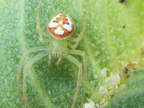 Image of Araneus guttulatus (Walckenaer 1841)