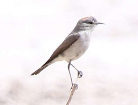 Image of Rufous-naped Ground Tyrant