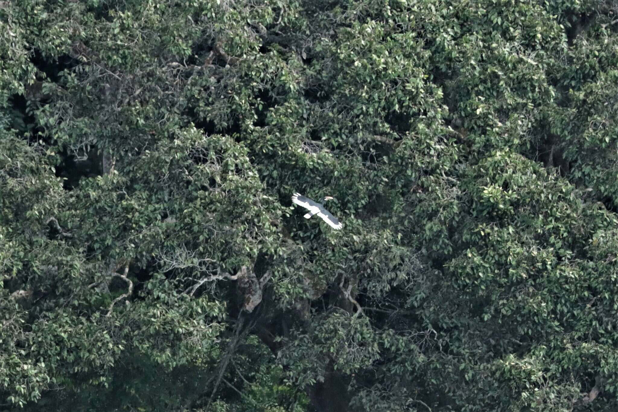 Image of White-thighed hornbill