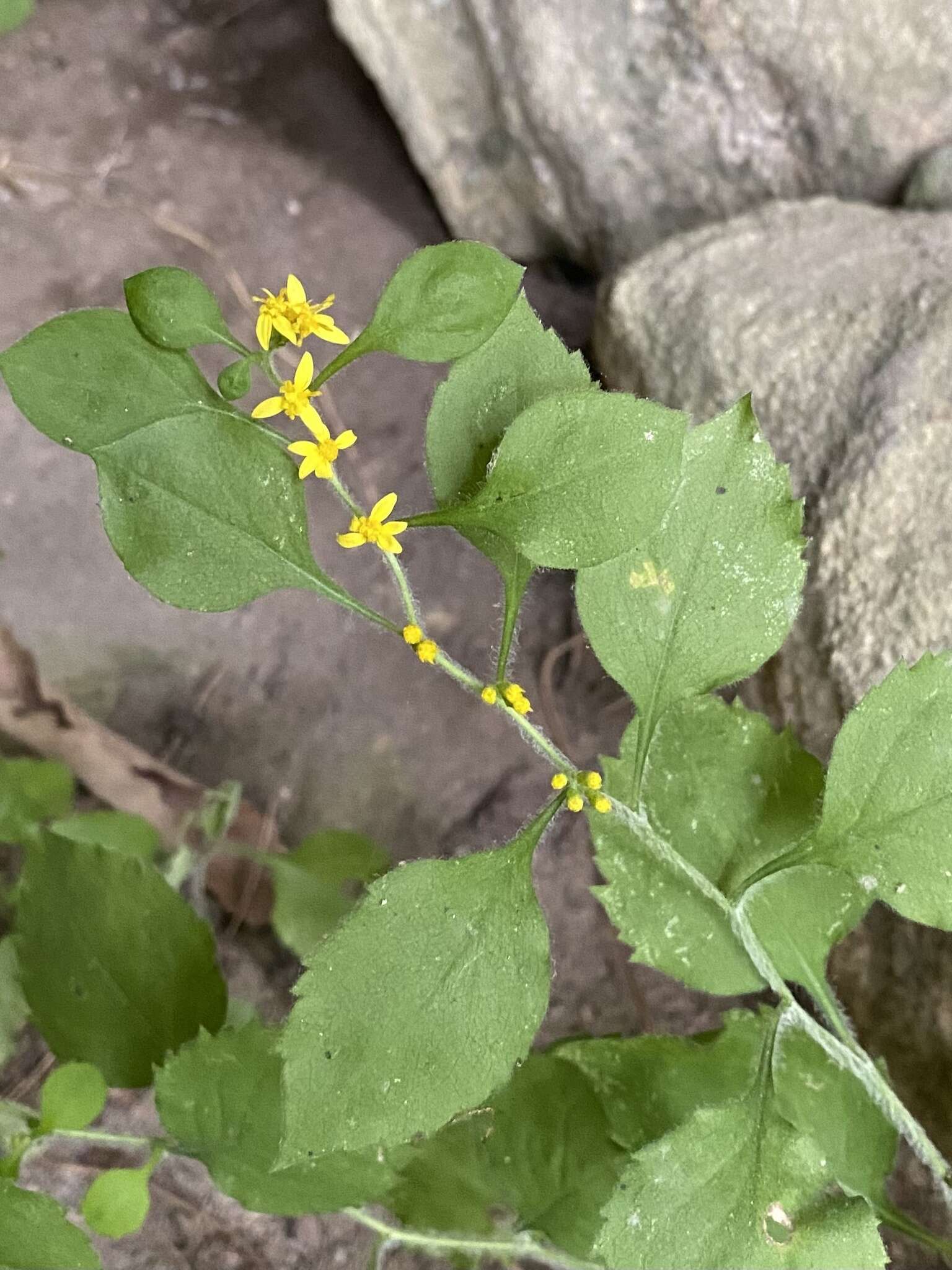 Plancia ëd Solidago albopilosa L. Braun