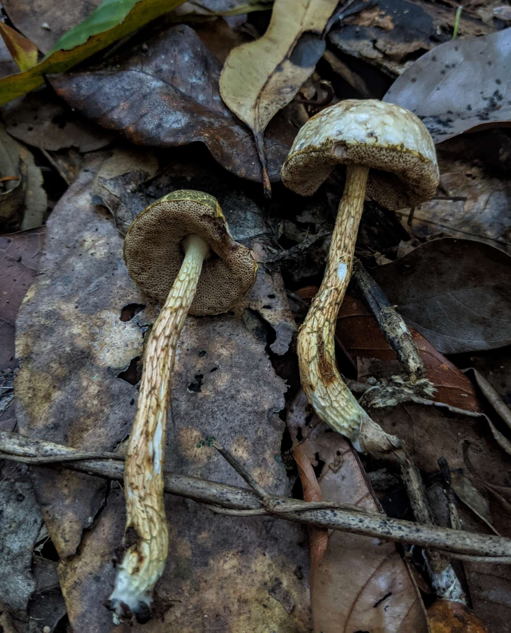 Imagem de Austroboletus austrovirens N. A. Fechner, Bougher, Bonito & Halling 2017