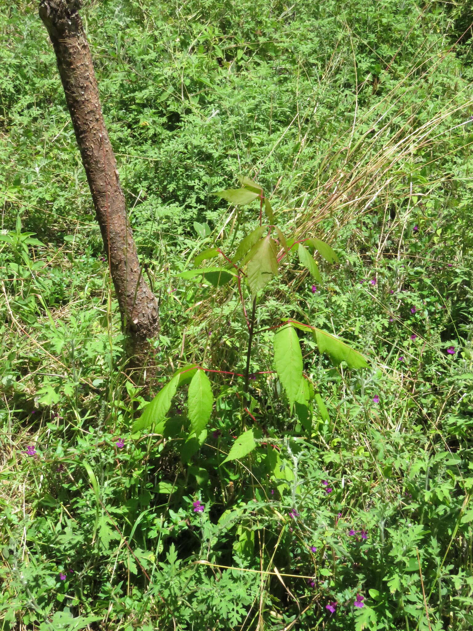 Image of Acer negundo var. mexicanum (DC.) Kuntze