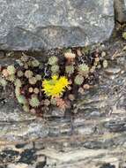 Слика од Petrosedum forsterianum (Sm.) V. Grulich