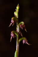 Image of Tiny midge-orchid