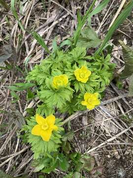 Image of Trollius ranunculinus (Sm.) Stearn