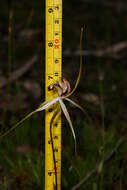 Image of Caladenia cala Hopper & A. P. Br.