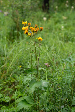 Image of Crepis sibirica L.