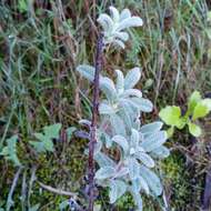 Lithodora hispidula (Sm.) Griseb. resmi