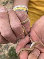 Image of Plains Blackhead Snake