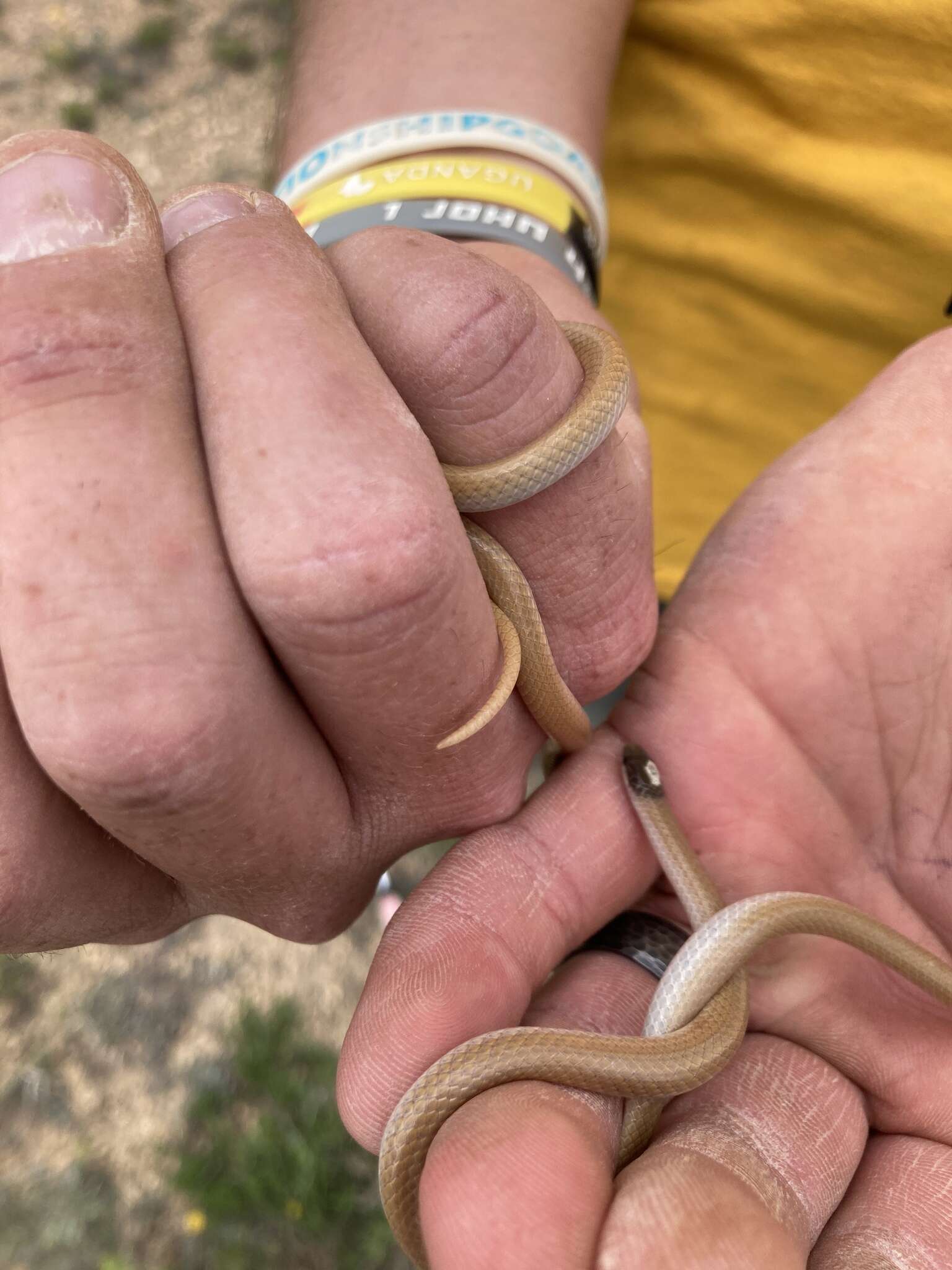 Image of Plains Blackhead Snake