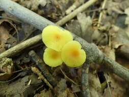 Image of Hygrocybe parvula (Peck) Murrill 1916