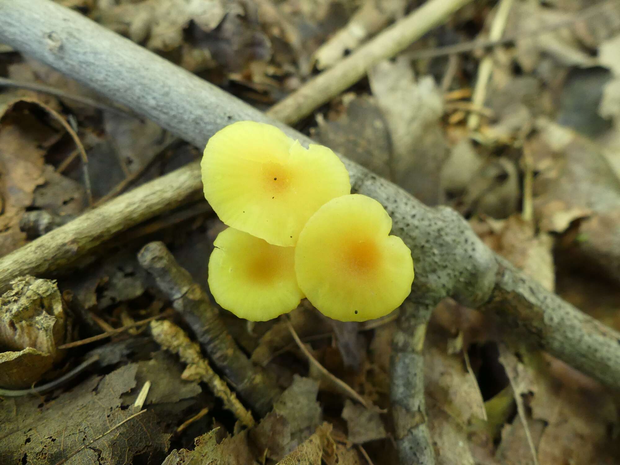 Image of Hygrocybe parvula (Peck) Murrill 1916