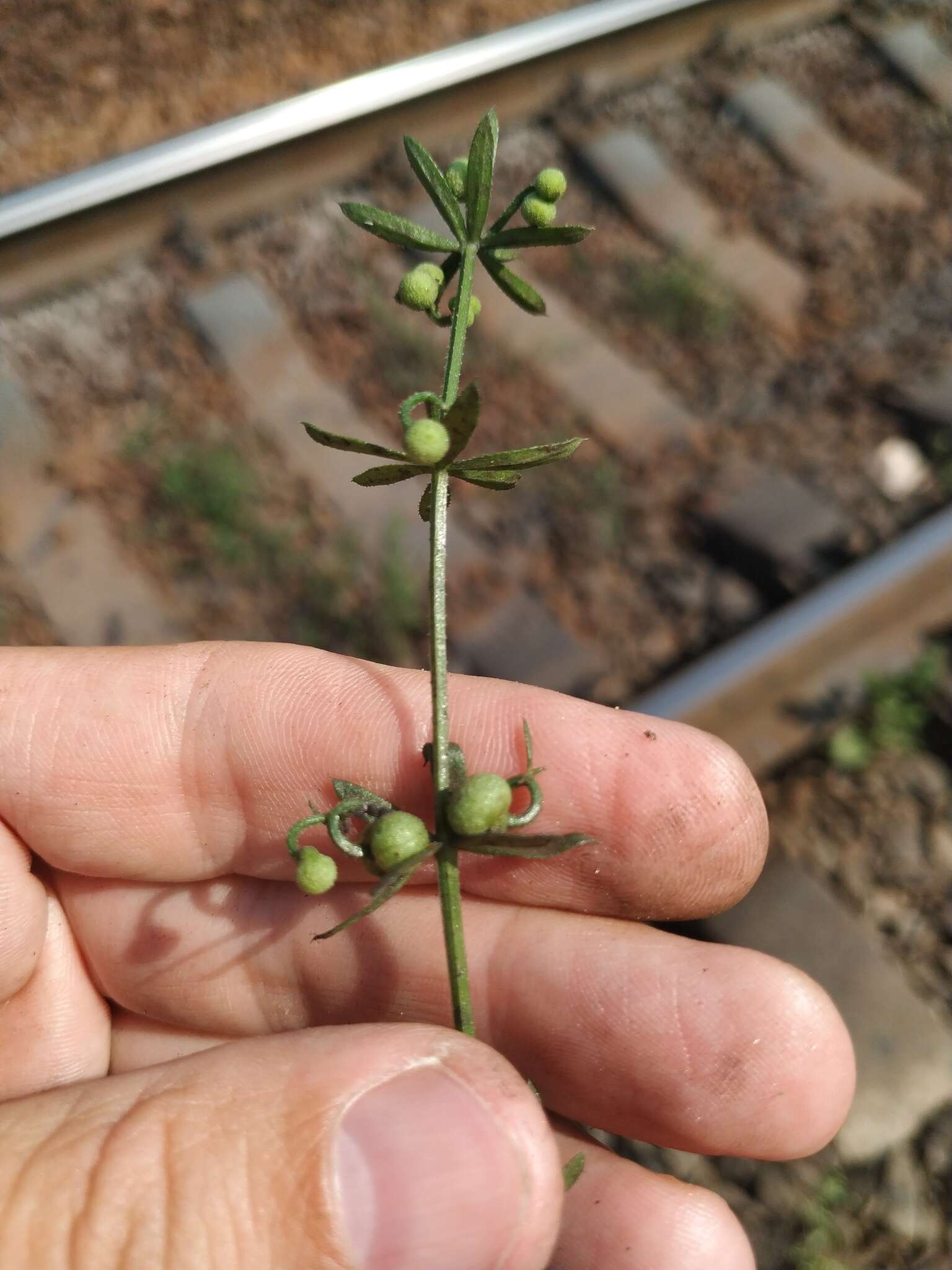 Plancia ëd Galium tricornutum Dandy