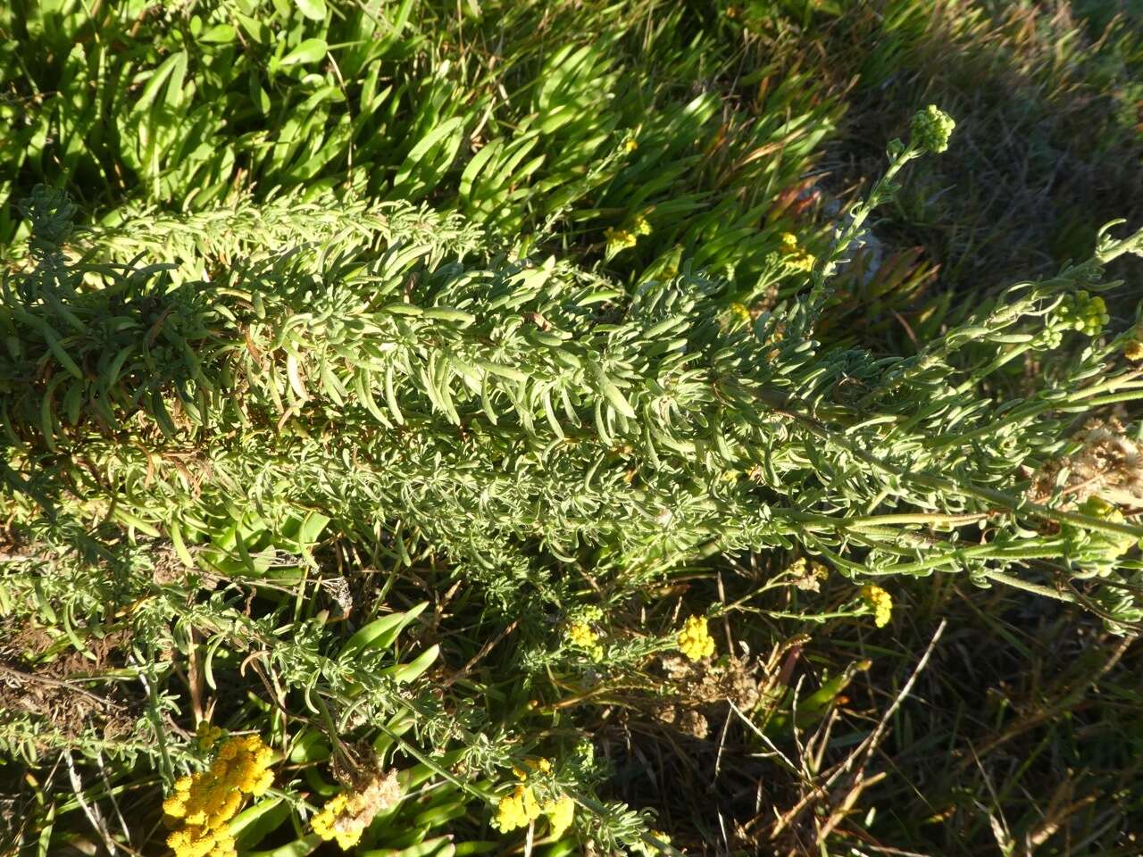 Image of Nidorella foetida (L.) DC.