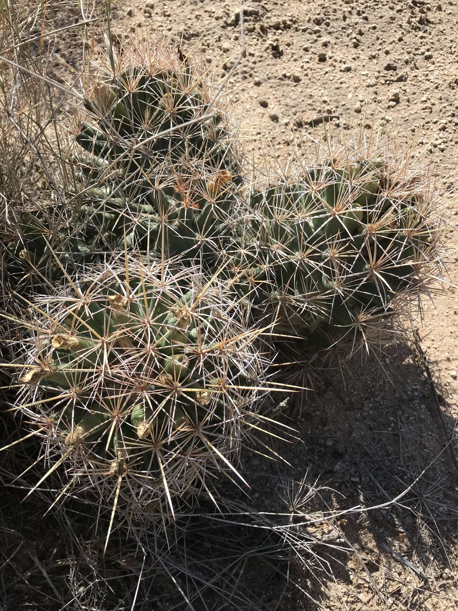 Image of Pima Pineapple Cactus