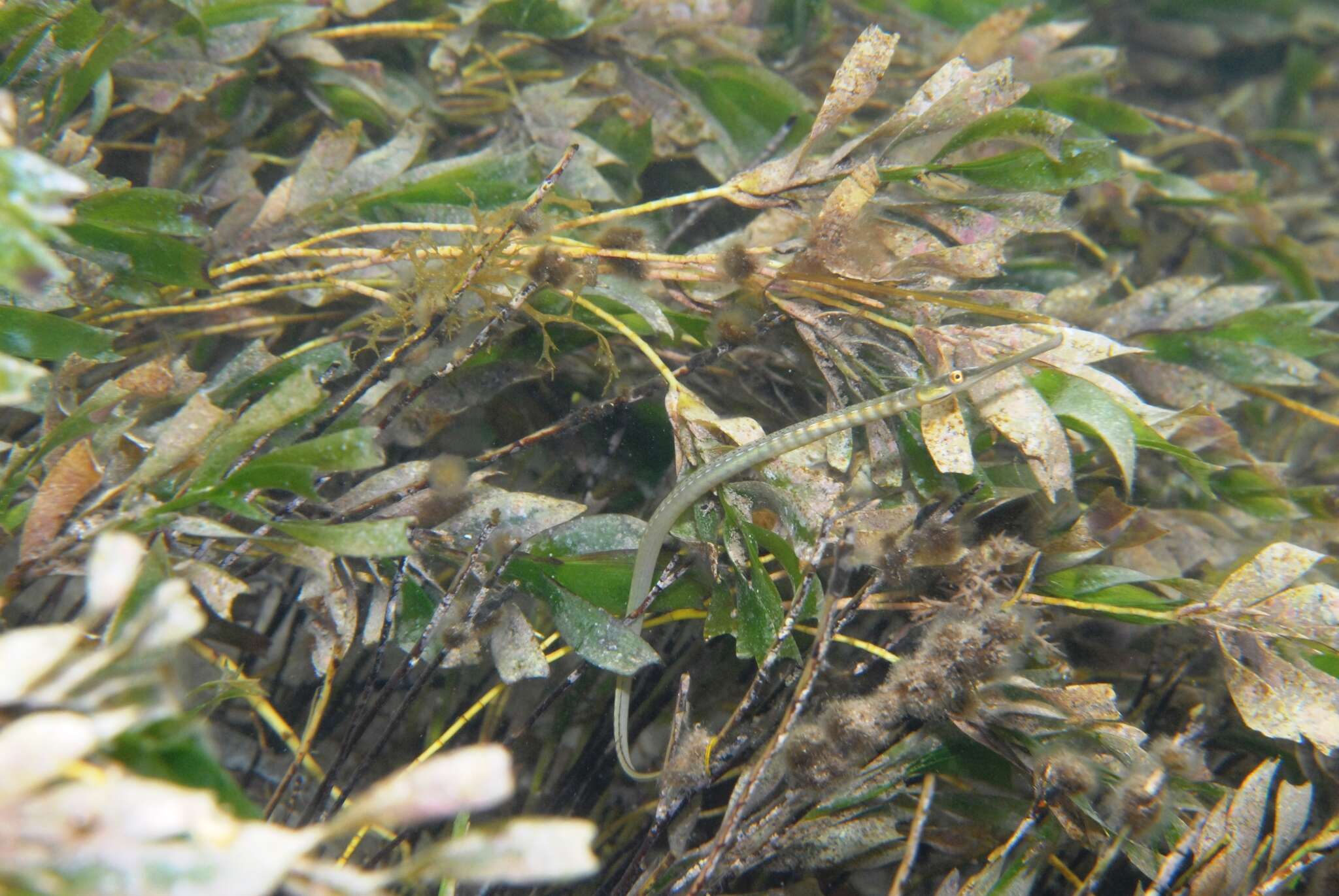 Image of Gulf pipefish