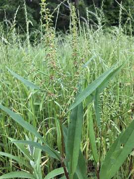 Rumex verticillatus L. resmi