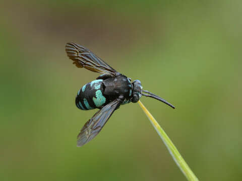 Image of Thyreus nitidulus nitidulus (Fabricius 1804)