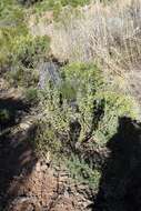 Image of Mountain milkbush